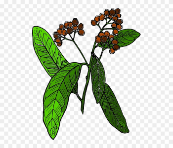 Spice, Tree, Biology, Botany, Branch, Nature - Allspice Clipart