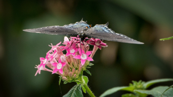 Spicebush Butterfly On Pink Flower Spicebush Butterfly On Pink Flower