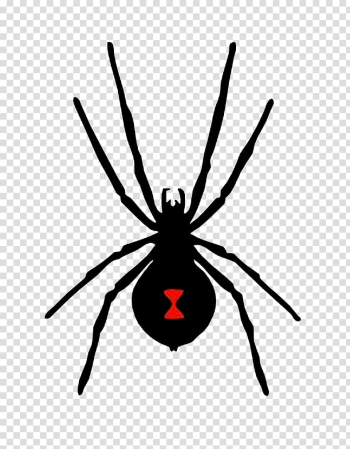 Spider anatomy Latrodectus hesperus Decal Diagram, spider transparent background PNG clipart
