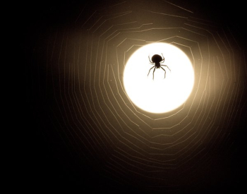 Spider And Web Moonlight Silhouette Spider And Web Moonlight Silhouette