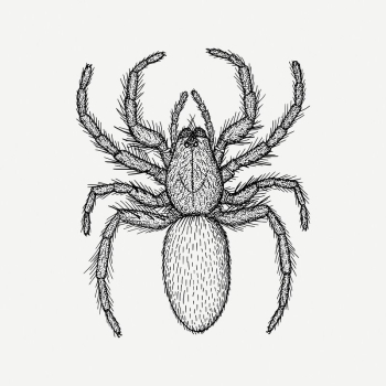 Spider clipart, vintage animal illustration | Free PSD Illustration - rawpixel Spider clipart, vintage animal illustration | Free PSD Illustration - rawpixel