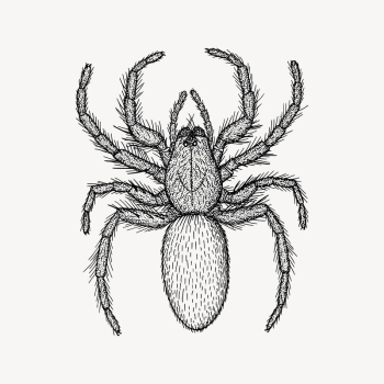 Spider drawing, vintage animal illustration | Free Vector Illustration - rawpixel