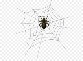 Spider Halloween Clip art - Halloween Spider Web PNG Clip Art 