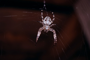 Spider Hanging On Spider Web Spider Hanging On Spider Web
