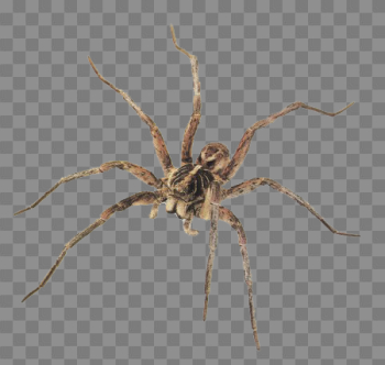 Spider PNG image