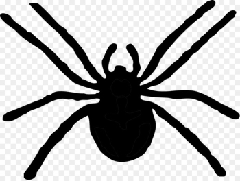 Spider, Stock Photography, Public Domain, Tarantula PNG Spider, Stock Photography, Public Domain, Tarantula PNG