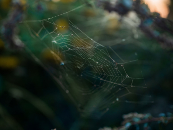 Spider Web Spider Web