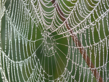 Spider Web Spider Web