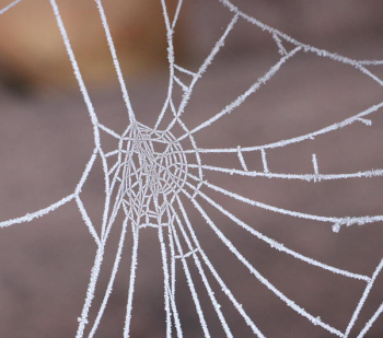 Spider Web Spider Web