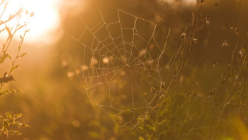 Spider Web Spider Web