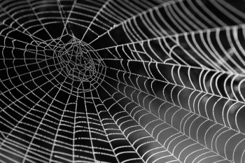 Spider Web Spider Web
