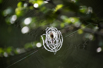 Spider Web Spider Web