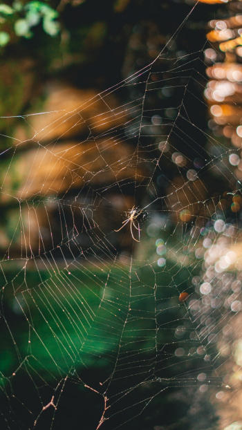 Spider Web Spider Web