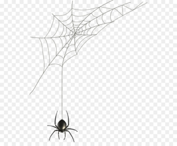 Spider web Black house spider Illustration - Hand-painted spider web 