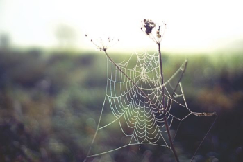 spider web close-up photography spider web close-up photography