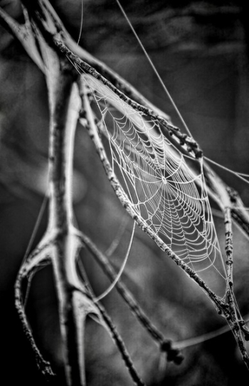 Spider Web Grayscale Photo Spider Web Grayscale Photo