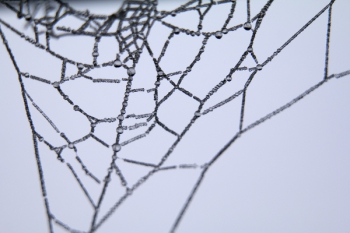 Spider Web Illustration Spider Web Illustration