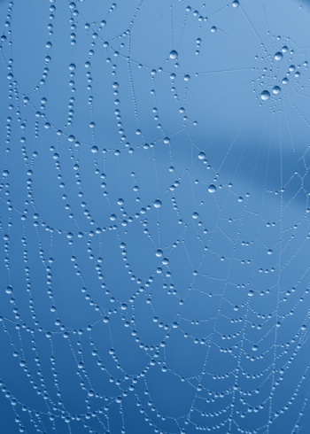 Spider Web With Water Droplets Spider Web With Water Droplets