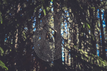 Spiders Web In Forest Light Spiders Web In Forest Light