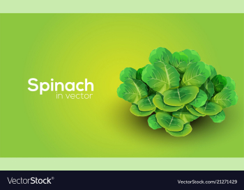 Spinach in format vector image Spinach in format vector image