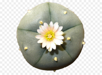 Spirit Healing - Peyote Spirit Healing - Peyote