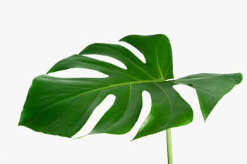 Split leaf philodendron, monstera plant element transparent png | Free  transparent png - 2229237