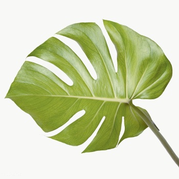 Split leaf philodendron, monstera plant element transparent png | Free  transparent png - 2340778