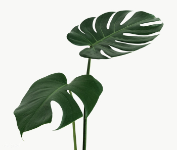 Split leaf philodendron, monstera plant element transparent png | Free  transparent png - 2354270