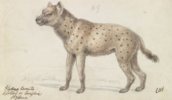 Spotted Hyena by Charles Hamilton | Free Photo - rawpixel Spotted Hyena by Charles Hamilton | Free Photo - rawpixel