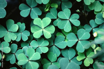 Spring background frame, shamrock , Clover Leaves for Green background with three-leaved shamrocks. st patrick's day background, holiday symbol,Spring concept.