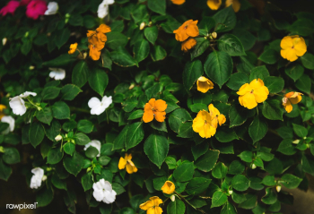 Spring beauty background | Free stock photo - 91543 Spring beauty background | Free stock photo - 91543