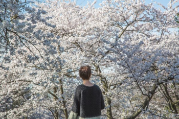 Spring Cherry Blossoms Spring Cherry Blossoms