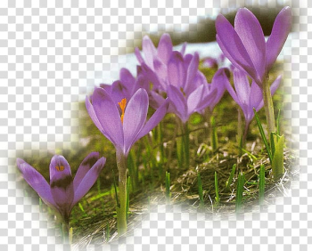 Spring Flower Easter, kwiaty wiosenne transparent background PNG clipart