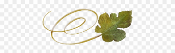 Spring Flowers, Autumn Leaves, Grapes Swirly Mulberry - Vitis Spring Flowers, Autumn Leaves, Grapes Swirly Mulberry - Vitis