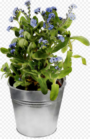 Spring greens Herb - Spring greens Herb -