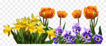 Spring, Tulips, Daffodils, Pansy, Easter, Nature - Tulips And Daffodils Spring, Tulips, Daffodils, Pansy, Easter, Nature - Tulips And Daffodils