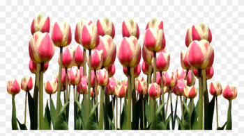 Spring, Tulips, Easter, Flowers, Nature, Cut Flowers - Tulip Spring, Tulips, Easter, Flowers, Nature, Cut Flowers - Tulip
