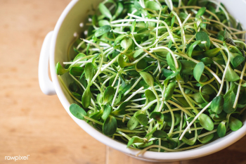 Sprouts in a bowl on the table | Free stock photo - 484716 Sprouts in a bowl on the table | Free stock photo - 484716