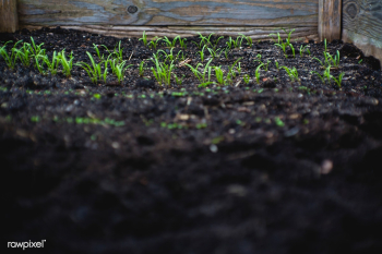 Sprouts in a vegetable garden | Free public domain photo - 432290 Sprouts in a vegetable garden | Free public domain photo - 432290