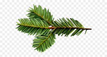 Spruce Balsam fir Twig Tree Pine - tree Spruce Balsam fir Twig Tree Pine - tree