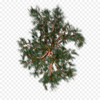 Spruce Christmas ornament Christmas tree Fir Christmas Day - christmas tree 