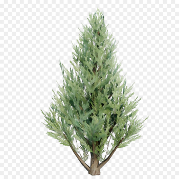 Spruce Christmas tree Christmas ornament Fir Tree-topper - Spruce Christmas tree Christmas ornament Fir Tree-topper -