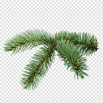 Spruce Christmas Tree , fir-tree transparent background PNG clipart Spruce Christmas Tree , fir-tree transparent background PNG clipart