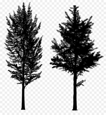 Spruce Fence Tree Concrete Larch - Spruce Fence Tree Concrete Larch -