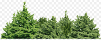 Spruce Fir Pine Forest Tree - forest background Spruce Fir Pine Forest Tree - forest background