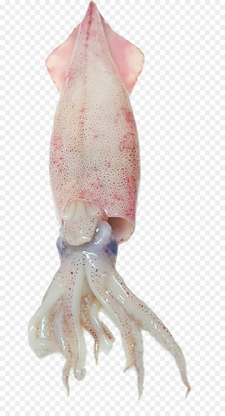 Squid as food Octopus Seafood Fish - fried squid Squid as food Octopus Seafood Fish - fried squid