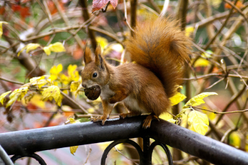 Squirrel Eating Acorn Squirrel Eating Acorn