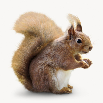 Squirrel isolated on white, animal | Free Photo - rawpixel Squirrel isolated on white, animal | Free Photo - rawpixel