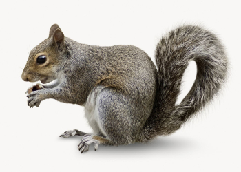 Squirrel isolated on white, animal | Free Photo - rawpixel Squirrel isolated on white, animal | Free Photo - rawpixel