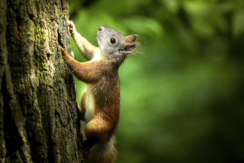 Squirrel jumps upon a tree. | Free Photo - rawpixel